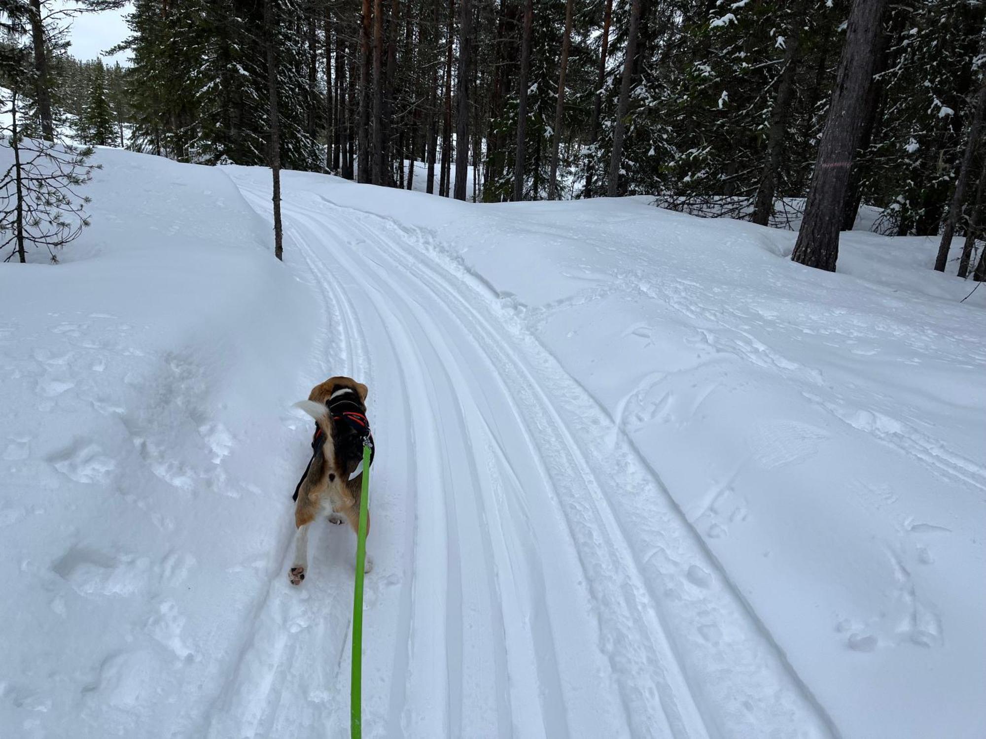 Knappgarden Särna Екстериор снимка