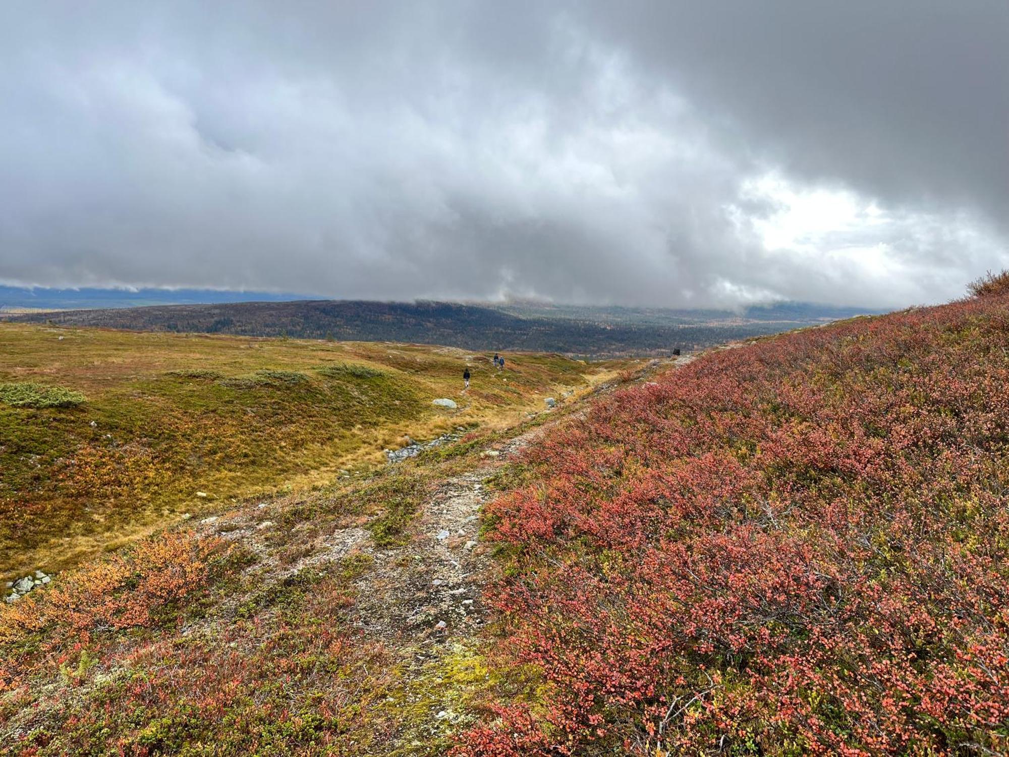 Knappgarden Särna Екстериор снимка