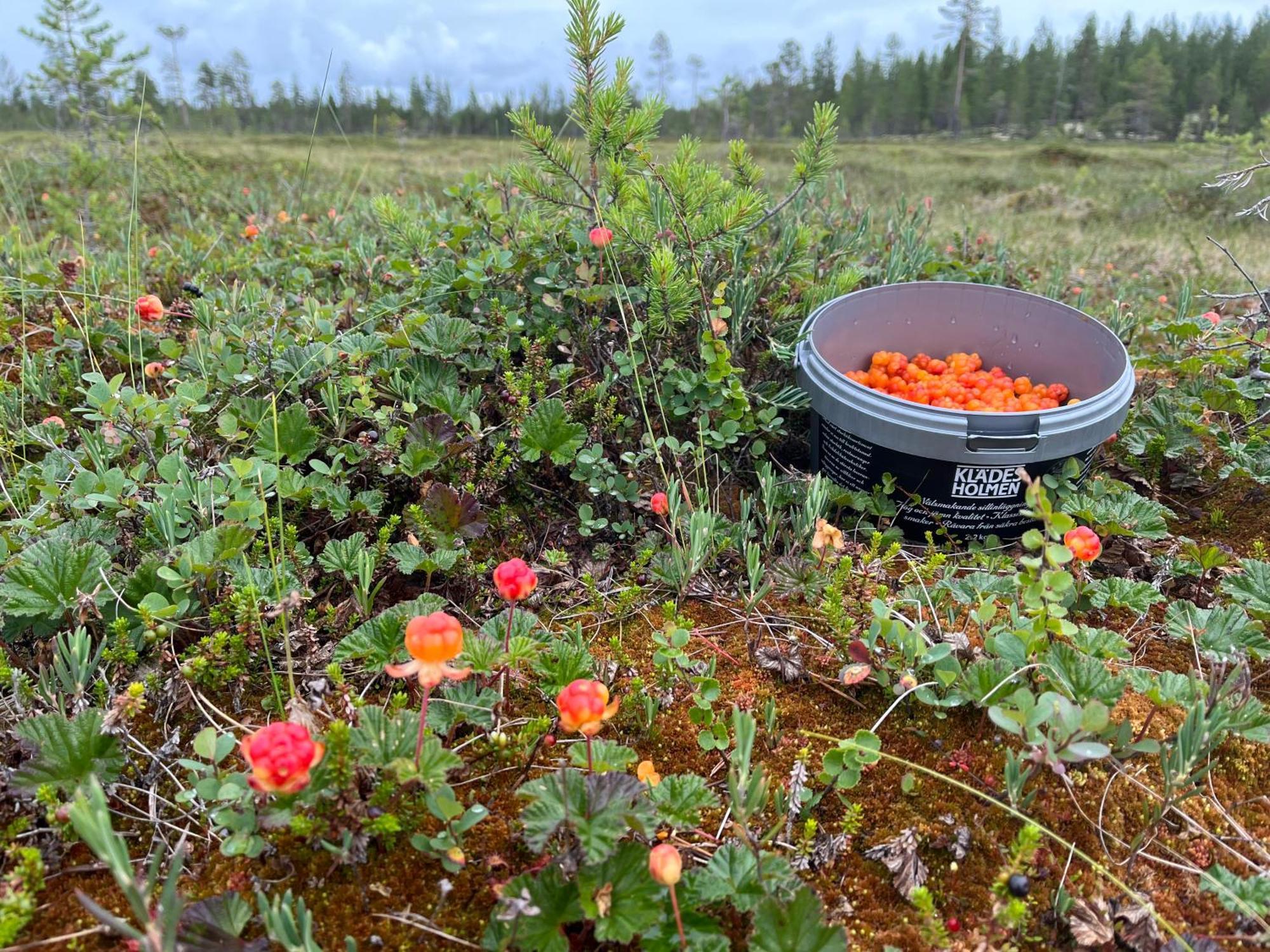 Knappgarden Särna Екстериор снимка