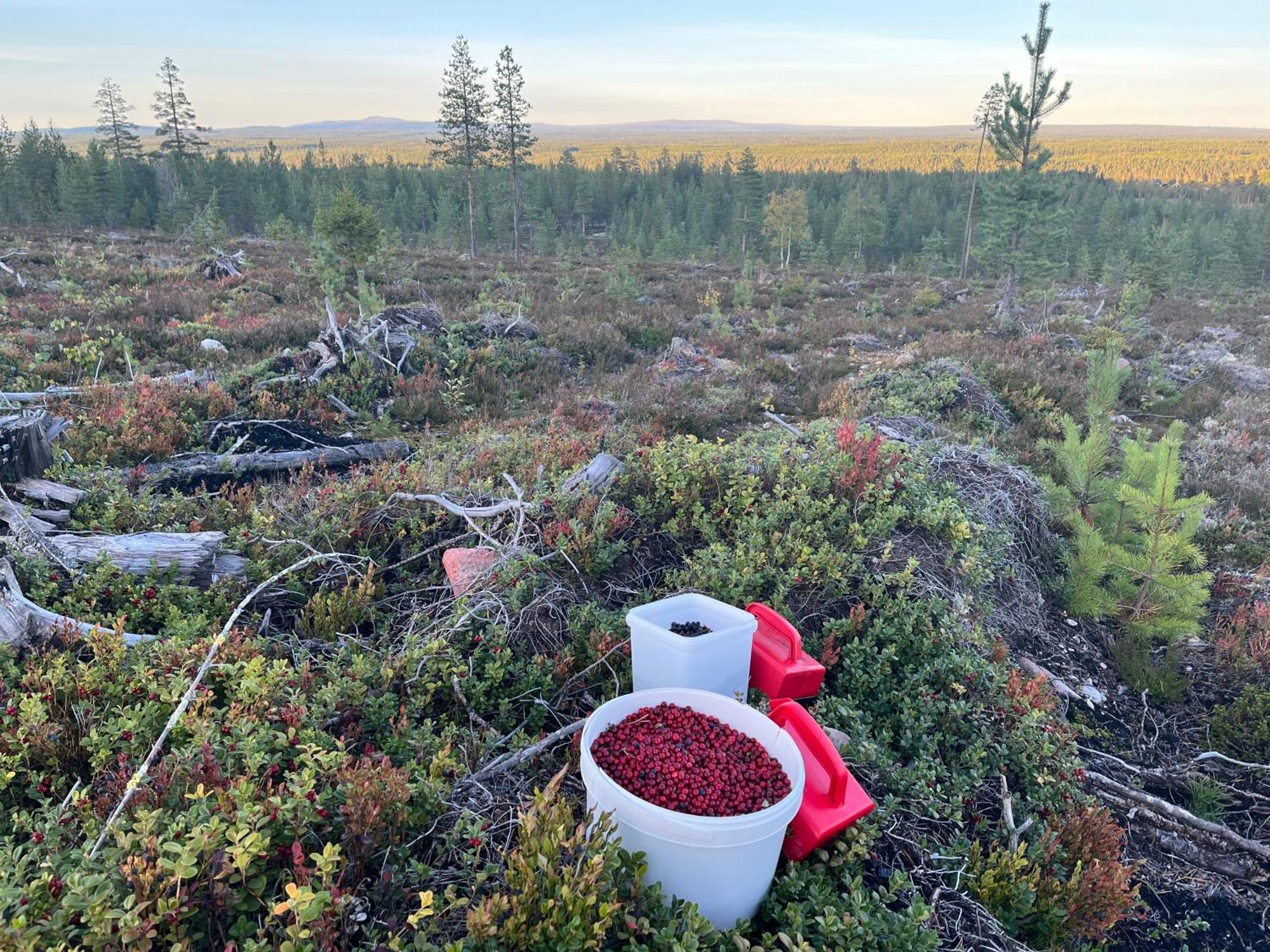 Knappgarden Särna Екстериор снимка