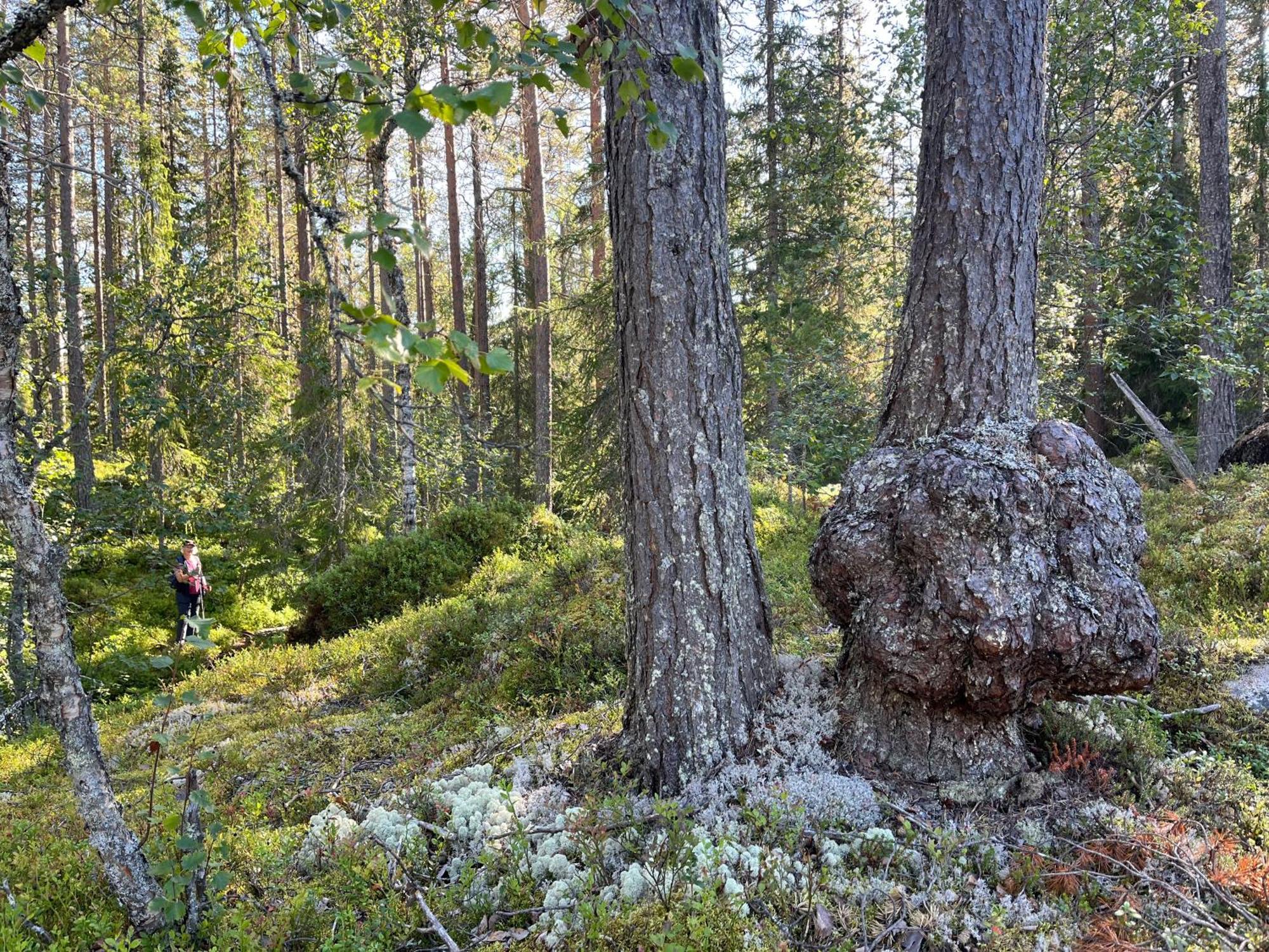 Knappgarden Särna Екстериор снимка